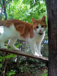 Lost Male Cat last seen Wells Station, Macon, Berclair area, Memphis, TN 38122