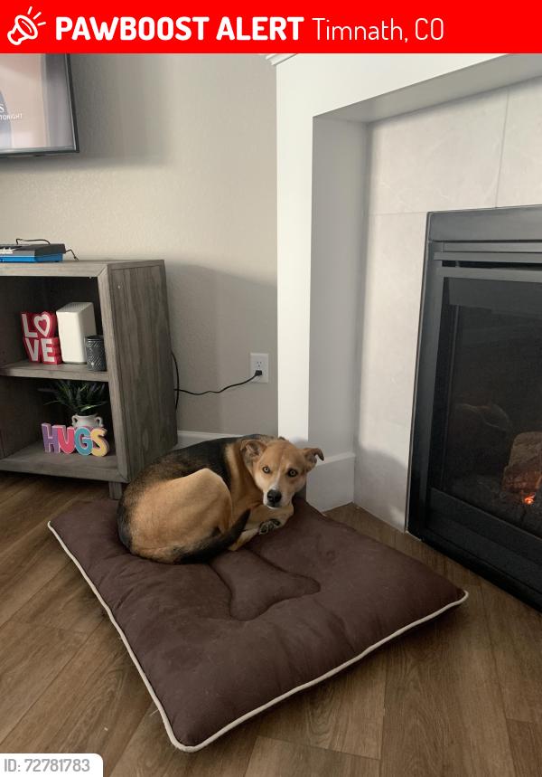 Lost Male Dog last seen Kellan Way & Waterfall St, Timnath, CO 80547