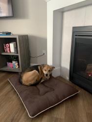 Lost Male Dog last seen Kellan Way & Waterfall St, Timnath, CO 80547