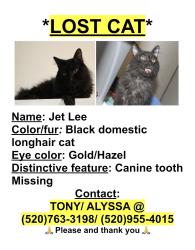 Lost Male Cat last seen Illionis and Fred, Drexel Heights, AZ 85746