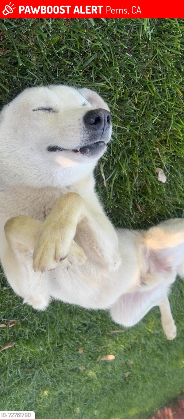 Lost Male Dog last seen Lake Mathews Drive, Perris, CA 92570