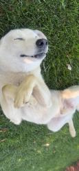 Lost Male Dog last seen Lake Mathews Drive, Perris, CA 92570