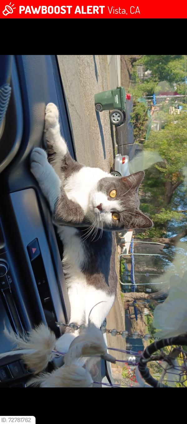 Lost Male Cat last seen Near Newport Dr , Vista, CA 92084