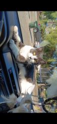 Lost Male Cat last seen Near Newport Dr , Vista, CA 92084