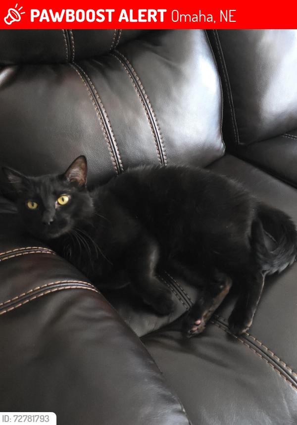 Lost Male Cat last seen 113th Miami Circle , Omaha, NE 68164