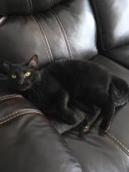 Lost Male Cat last seen 113th Miami Circle , Omaha, NE 68164