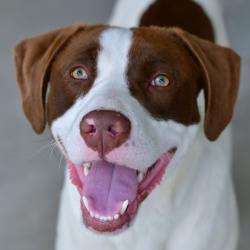 Shelter Stray Male Dog last seen , Ottawa, KS 66067