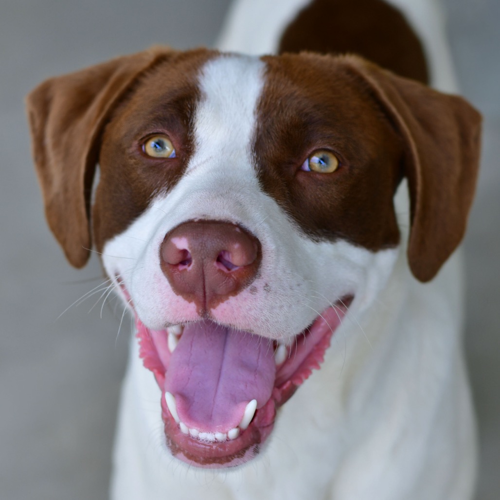 Shelter Stray Male Dog last seen , Ottawa, KS 66067