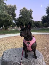 Lost Female Dog last seen Near E. Roberts Ave., Fresno, CA 93710, Fresno, CA 93710