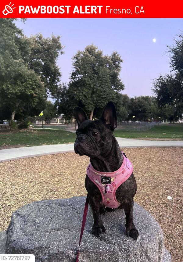 Lost Female Dog last seen Near E. Roberts Ave., Fresno, CA 93710, Fresno, CA 93710