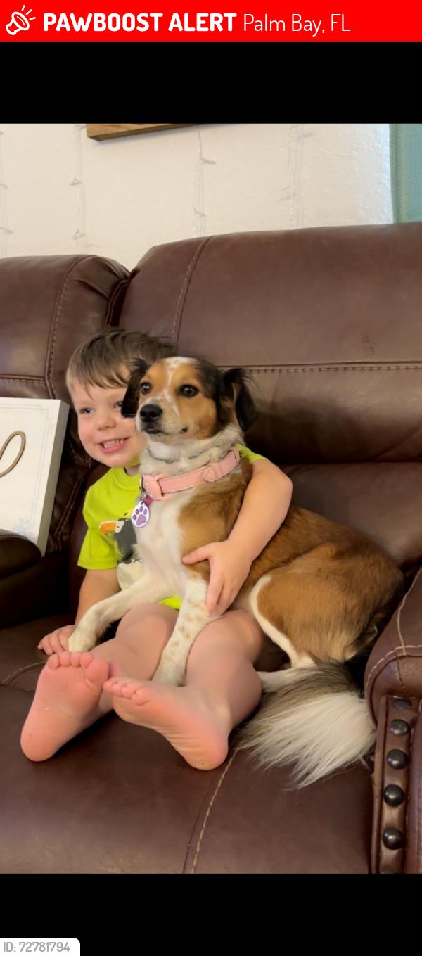 Lost Female Dog last seen Babcock between Malabar and port Malabar , Palm Bay, FL 32907