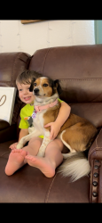 Lost Female Dog last seen Babcock between Malabar and port Malabar , Palm Bay, FL 32907