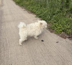 Found/Stray Male Dog last seen Fostoria Drive & Old mill lane , Dallas, TX 75217