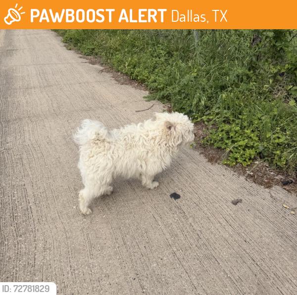Found/Stray Male Dog last seen Fostoria Drive & Old mill lane , Dallas, TX 75217