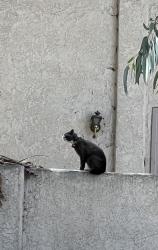 Found/Stray Unknown Cat last seen Los Alisos and Vallejo, Mission Viejo, CA 92691