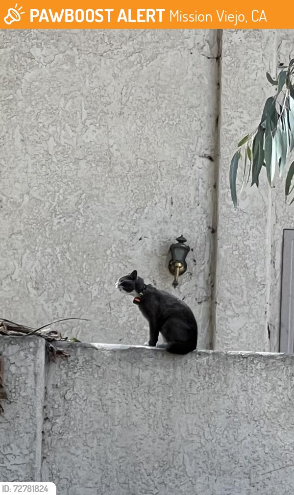 Found/Stray Unknown Cat last seen Los Alisos and Vallejo, Mission Viejo, CA 92691