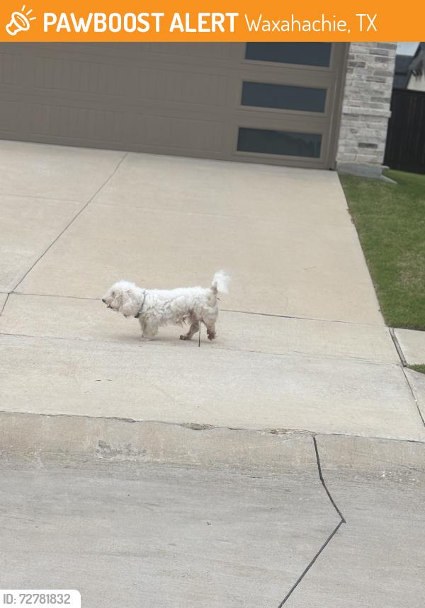 Found/Stray Unknown Dog last seen Atwood and Camp Fire Dr-Buffalo Ridge, Waxahachie, TX 75165