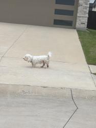 Found/Stray Unknown Dog last seen Atwood and Camp Fire Dr-Buffalo Ridge, Waxahachie, TX 75165