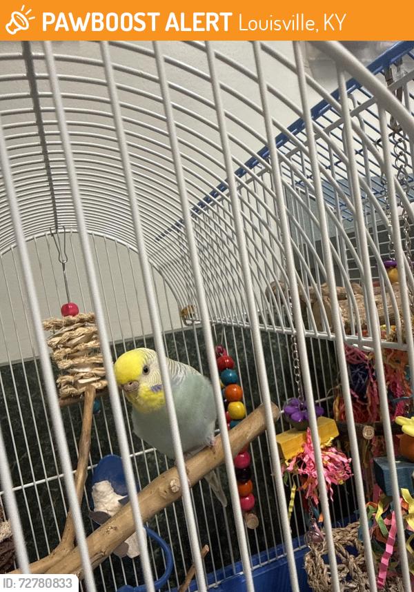 Found/Stray Female Bird last seen  Depot/Pet Smart Westport road, Louisville, KY 40219