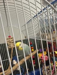Found/Stray Female Bird last seen  Depot/Pet Smart Westport road, Louisville, KY 40219