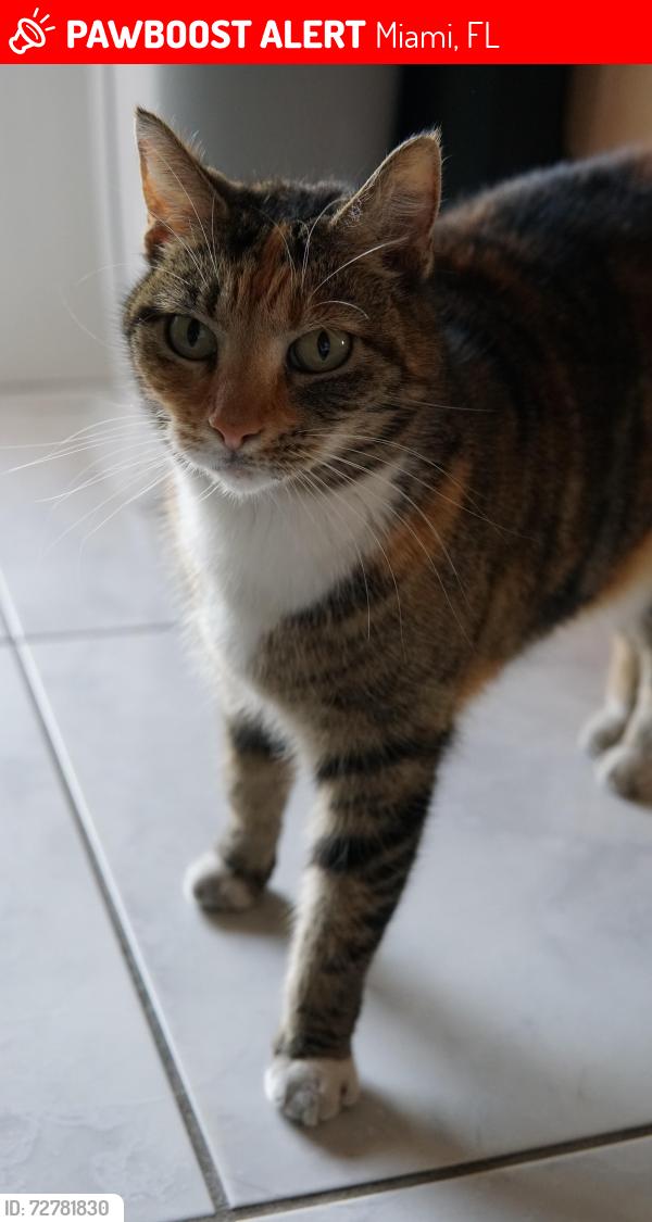 Lost Female Cat last seen Near 93rd Ave , Miami, FL 33174