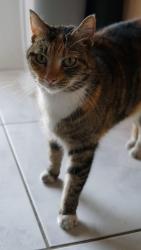 Lost Female Cat last seen Near 93rd Ave , Miami, FL 33174