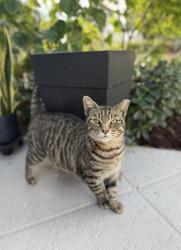 Lost Female Cat last seen Scott’s place, Wellington, FL 33414