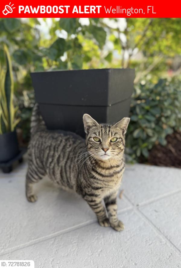 Lost Female Cat last seen Scott’s place, Wellington, FL 33414