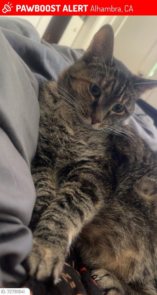 Lost Female Cat last seen Alhambra , Alhambra, CA 91801