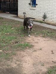 Found/Stray Unknown Dog last seen SW 55th and McKinley , Oklahoma City, OK 73119