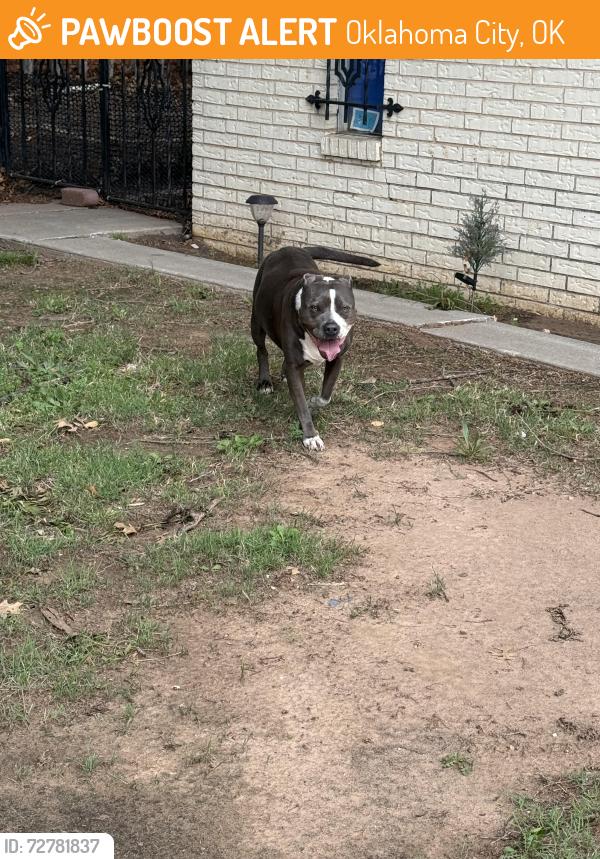 Found/Stray Unknown Dog last seen SW 55th and McKinley , Oklahoma City, OK 73119