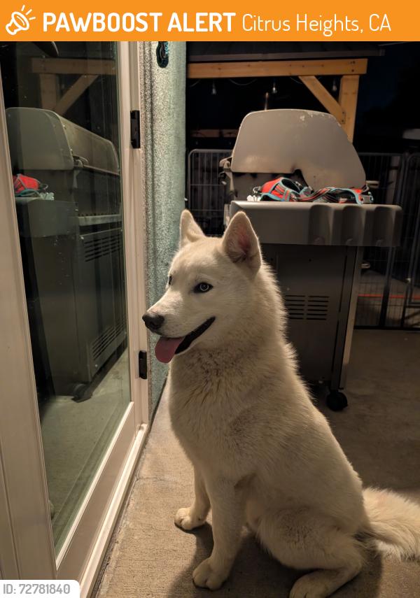 Found/Stray Male Dog last seen Brookdale Drive, Citrus Heights, CA 95621