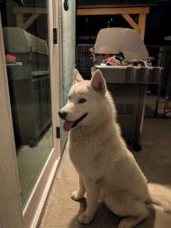 Found/Stray Male Dog last seen Brookdale Drive, Citrus Heights, CA 95621