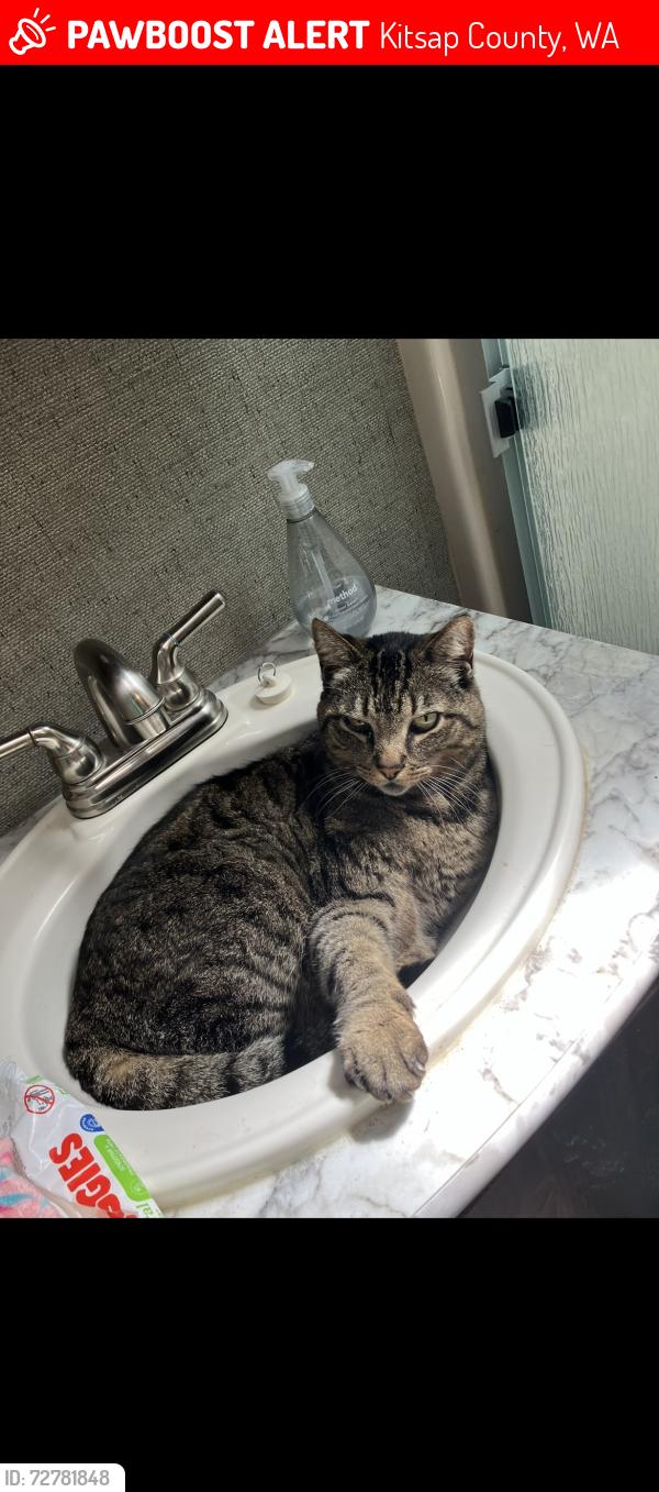 Lost Male Cat last seen Banner Road/Sedgewick Road intersection 98367, Port Orchard, WA 98367