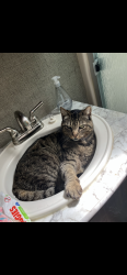 Lost Male Cat last seen Banner Road/Sedgewick Road intersection 98367, Port Orchard, WA 98367