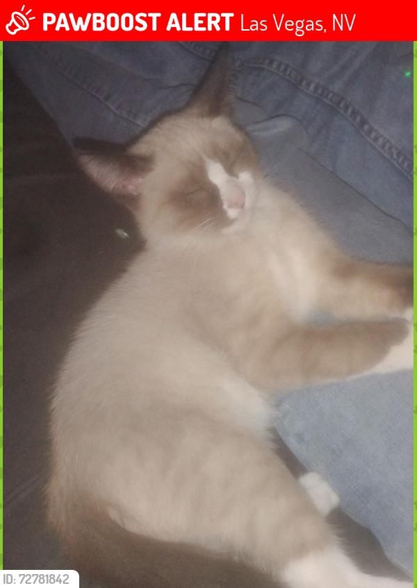 Lost Female Cat last seen Spring Mountain &  Eldon St., Las Vegas, NV 89102