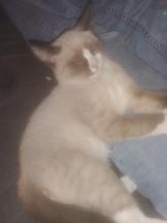 Lost Female Cat last seen Spring Mountain &  Eldon St., Las Vegas, NV 89102