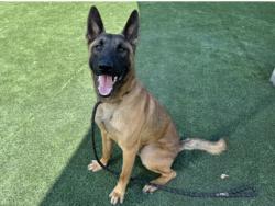 Shelter Stray Male Dog last seen , Los Angeles, CA 90031