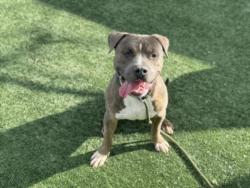 Shelter Stray Male Dog last seen , Los Angeles, CA 91405