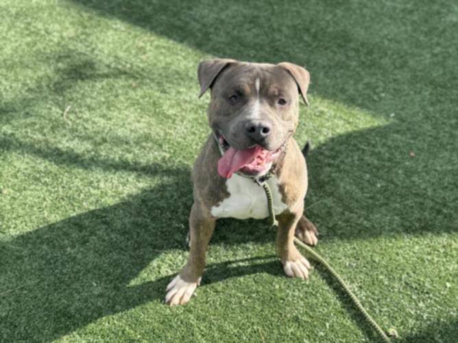 Shelter Stray Male Dog last seen , Los Angeles, CA 91405
