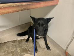 Shelter Stray Female Dog last seen Near BLOCK 83RD ST W, ROSAMOND CA 93560, Bakersfield, CA 93308