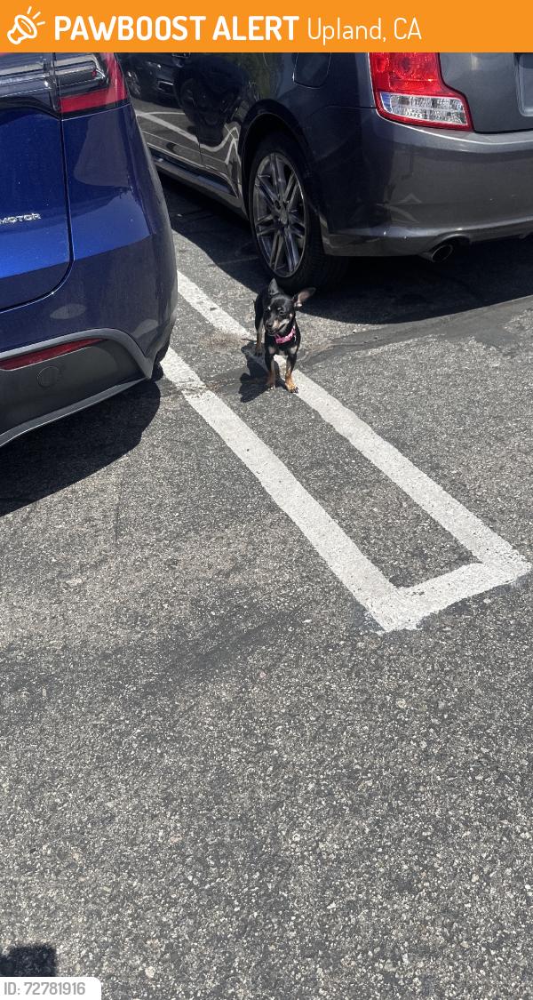 Found/Stray Female Dog last seen W Seventh street, Upland, CA 91786