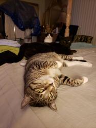 Lost Female Cat last seen Between 139th & 142th streets in Compton , Compton, CA 90222
