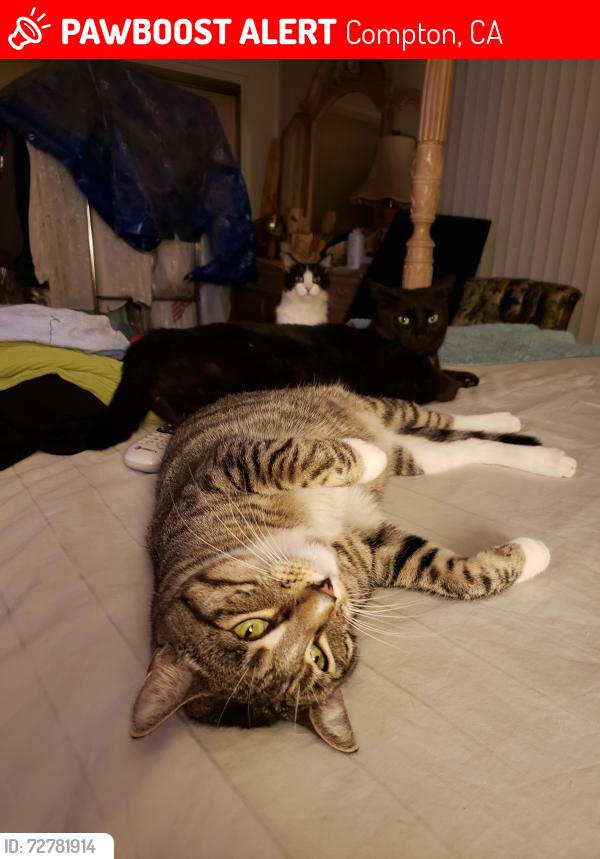 Lost Female Cat last seen Between 139th & 142th streets in Compton , Compton, CA 90222