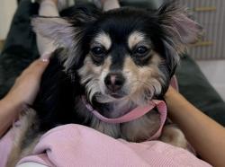 Found/Stray Male Dog last seen Community Actors Theatre , San Diego, CA 92105