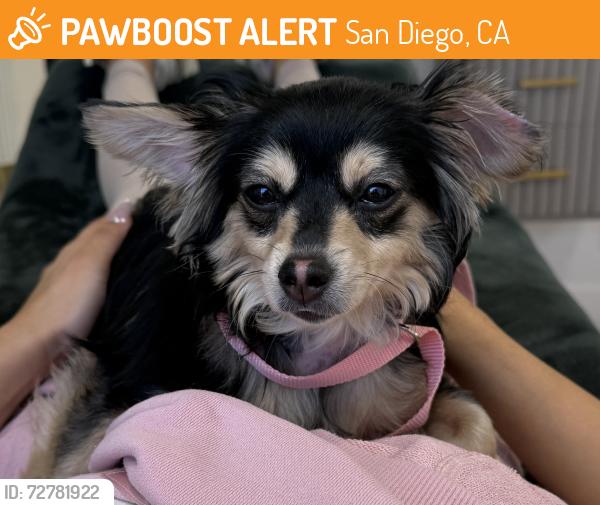Found/Stray Male Dog last seen Community Actors Theatre , San Diego, CA 92105