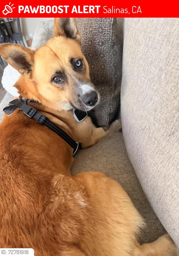 Lost Male Dog last seen Last seen in the neighborhood , Salinas, CA 93906