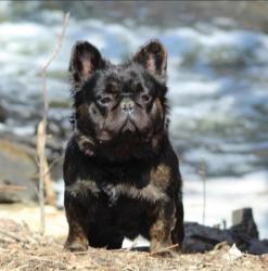 Lost Male Dog last seen Lyndale & 36th, Minneapolis, MN 55412