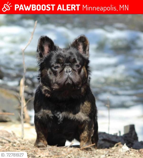 Lost Male Dog last seen Lyndale & 36th, Minneapolis, MN 55412