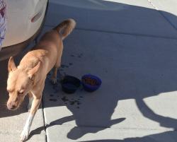 Found/Stray Male Dog last seen Acero and northern , Pueblo, CO 81004